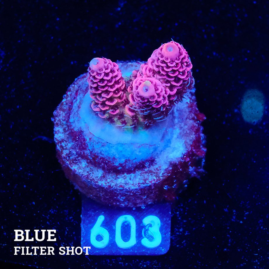 Acropora Millepora 'Solid Pink'