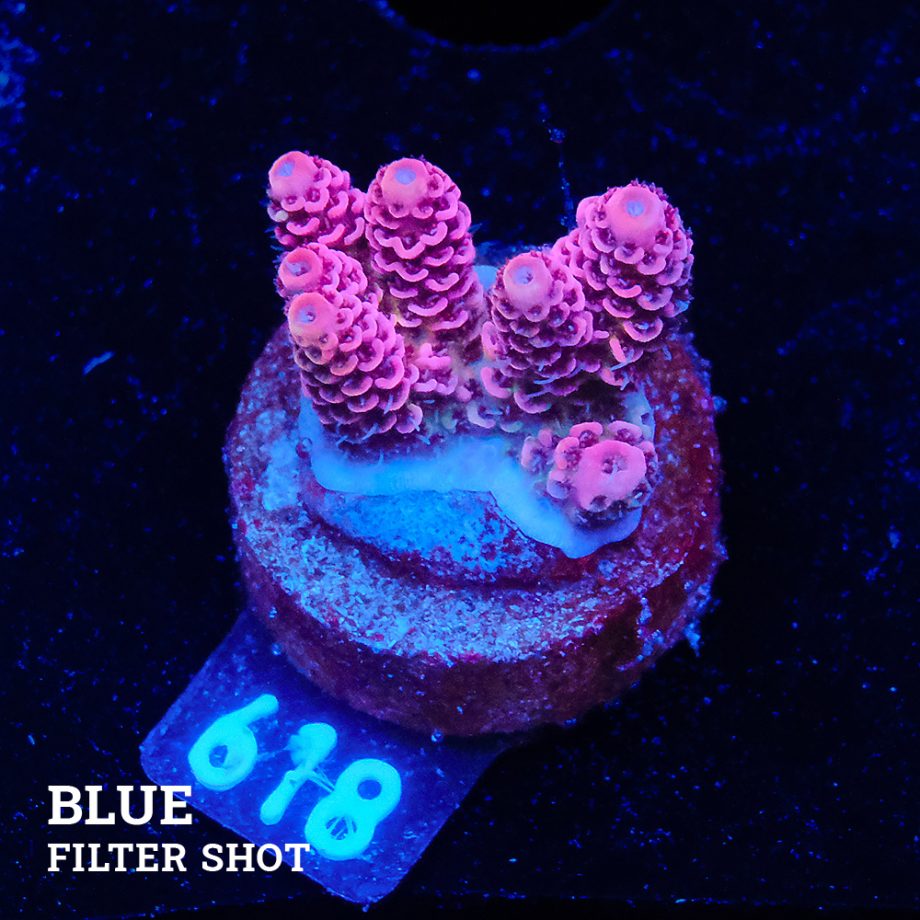 Acropora Millepora 'Solid Pink'