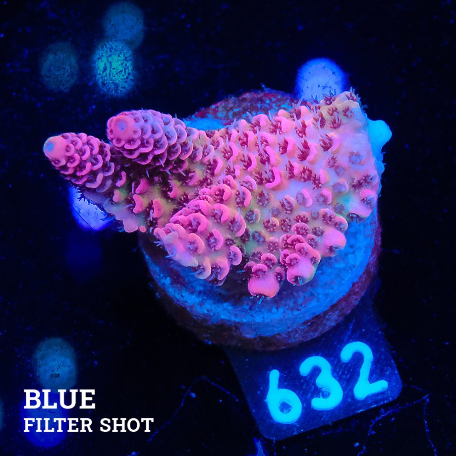 Acropora Millepora 'Solid Pink'
