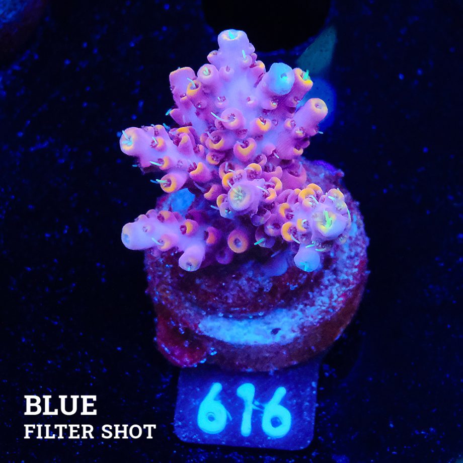 Acropora Selago 'Pink & Yellow'