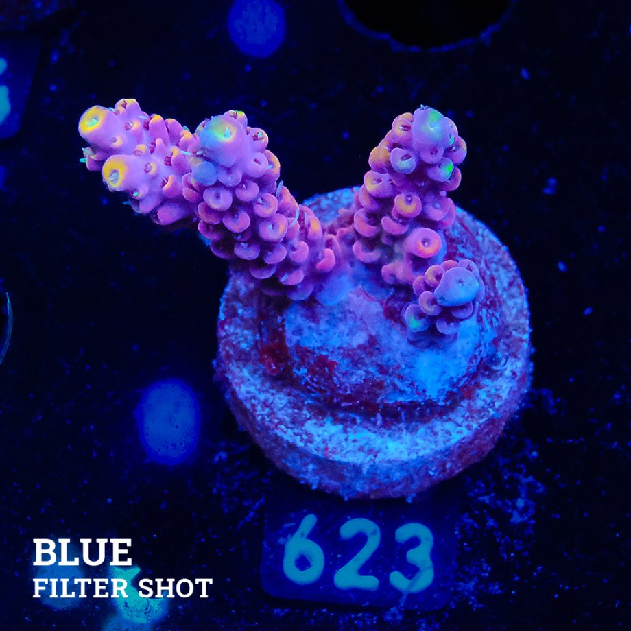 Acropora Selago 'Pink & Yellow'