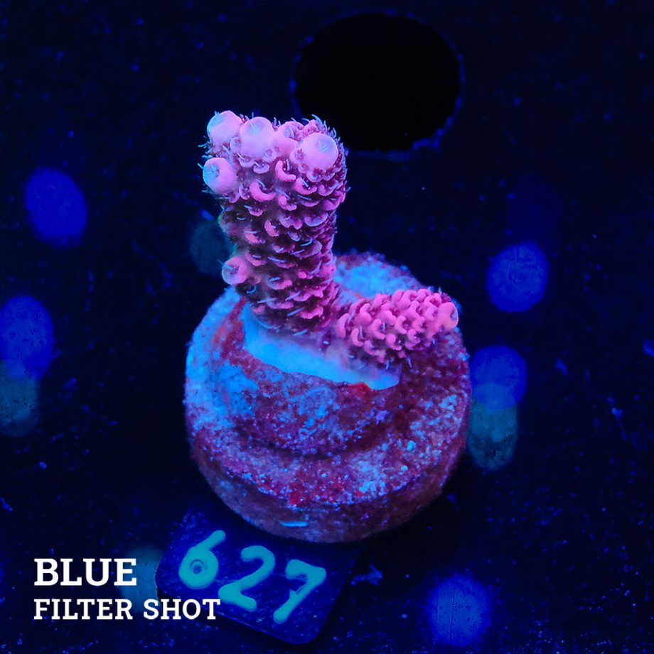 Acropora Millepora 'Solid Pink'