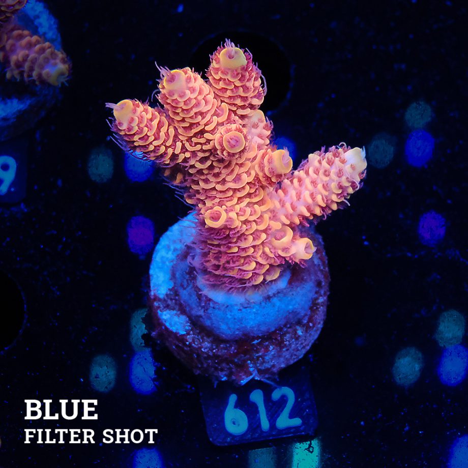 Acropora Millepora 'Ultra Orange'