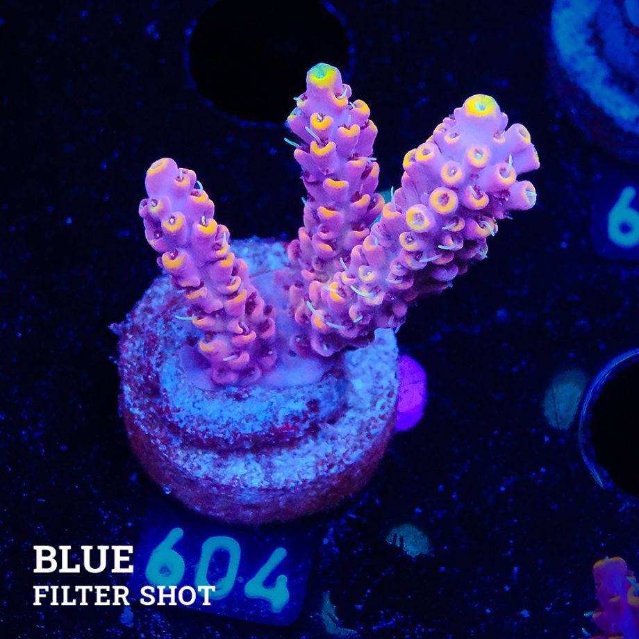 Acropora Selago 'Pink & Yellow'