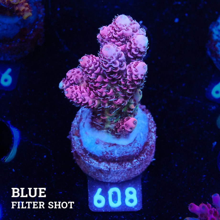 Acropora Millepora 'Solid Pink'