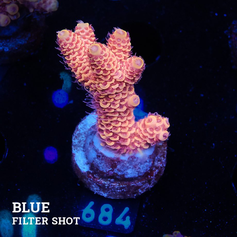 Acropora Millepora 'Ultra Orange'