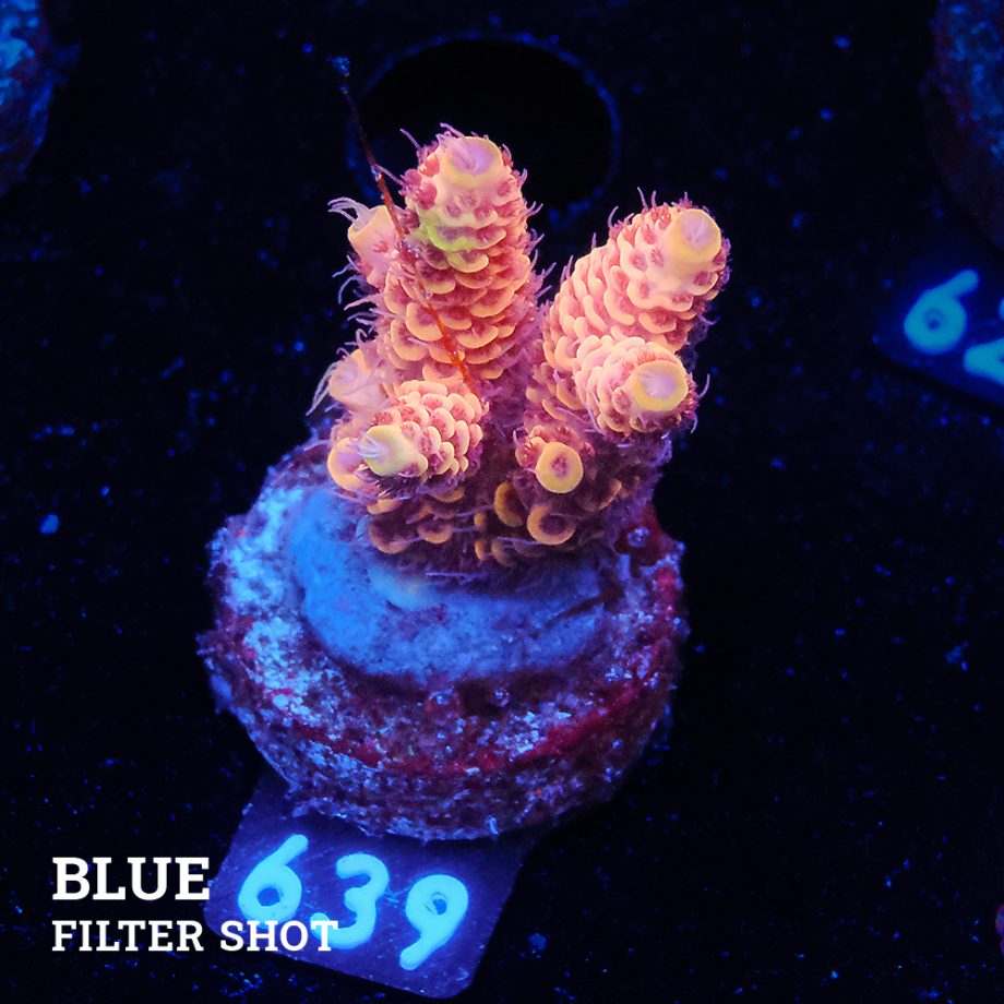 Acropora Millepora 'Ultra Orange'