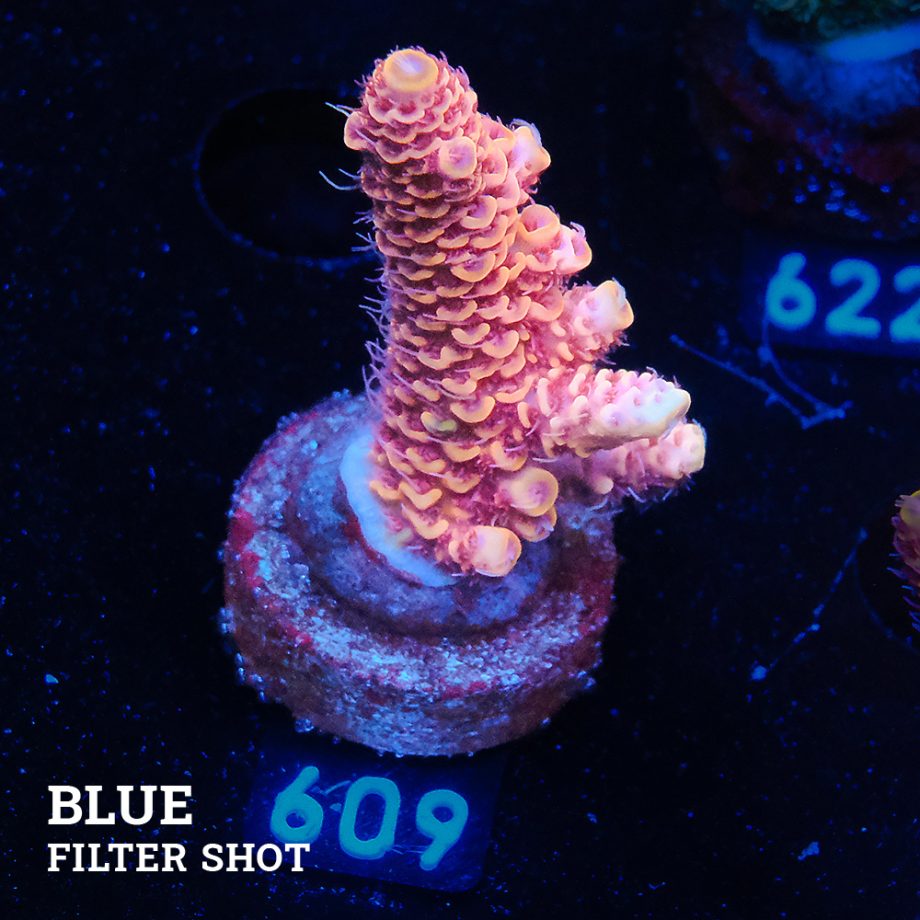 Acropora Millepora 'Ultra Orange'