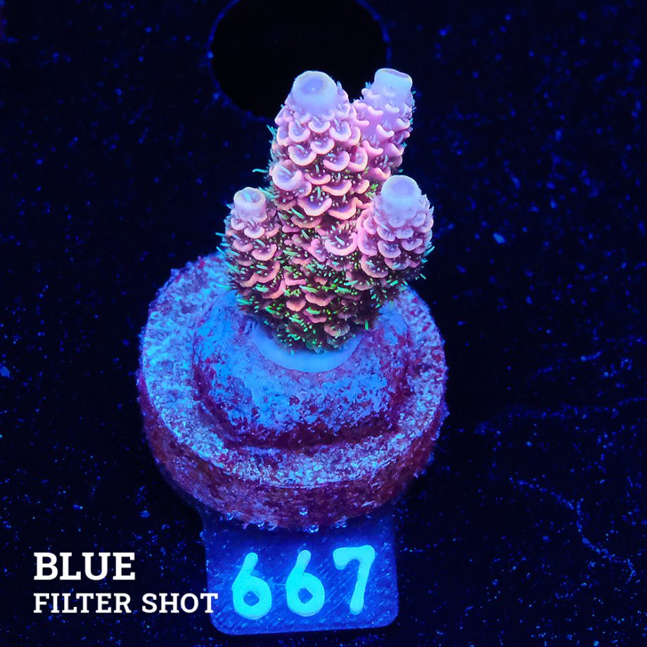 Acropora Millepora 'Pink Rainbow'