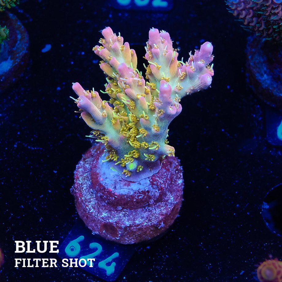 Acropora 'Confetti'