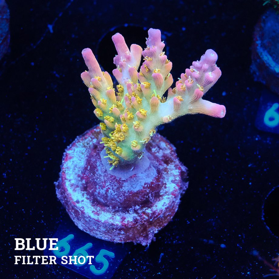 Acropora 'Confetti'
