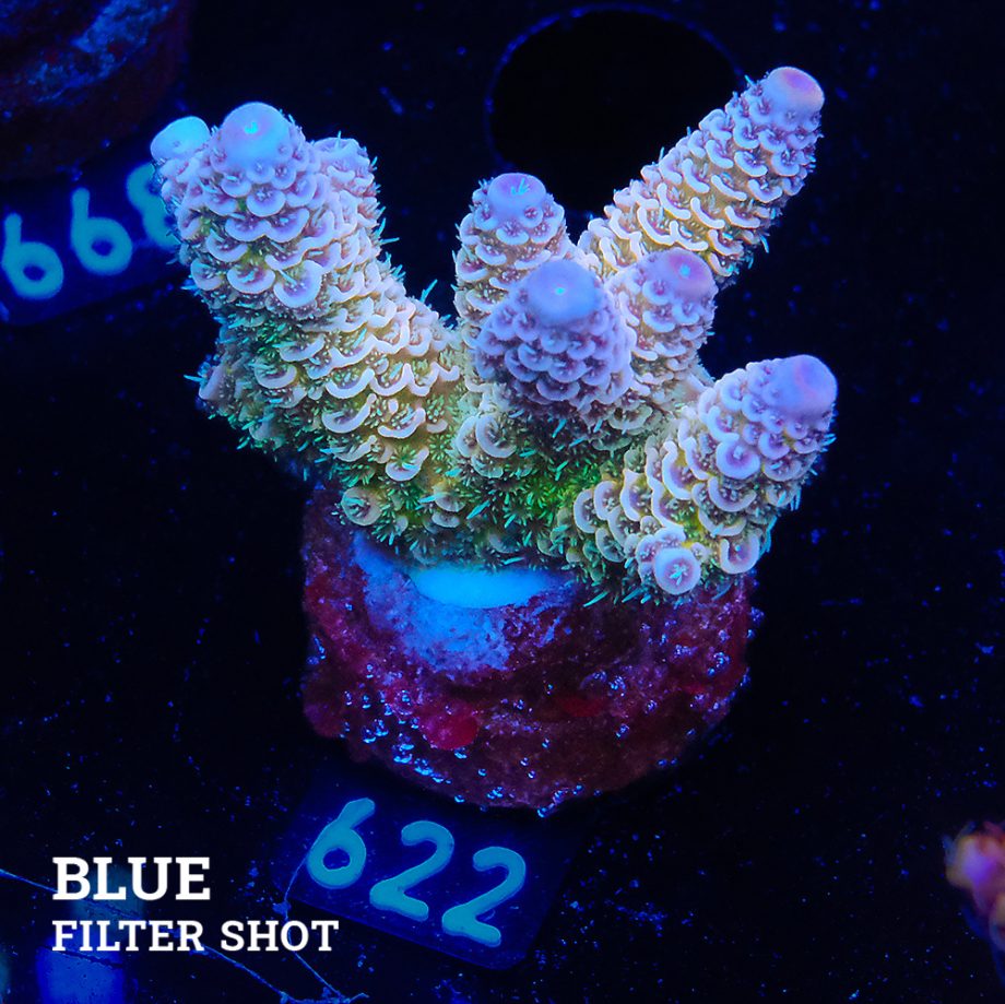 Acropora Millepora 'Blue Tips'