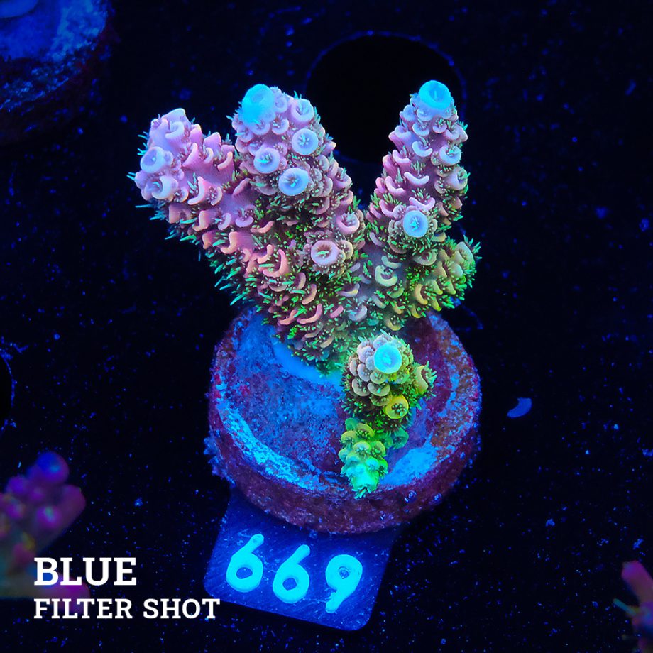 Acropora Millepora 'Pink Rainbow'