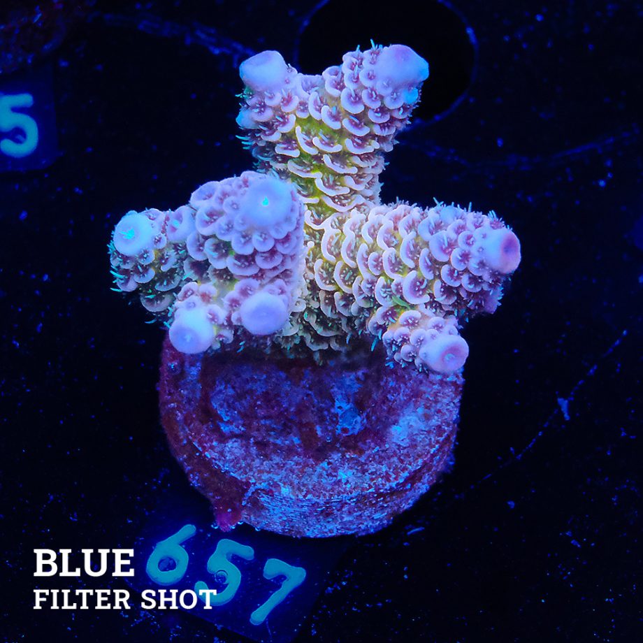 Acropora Millepora 'Blue Tips'