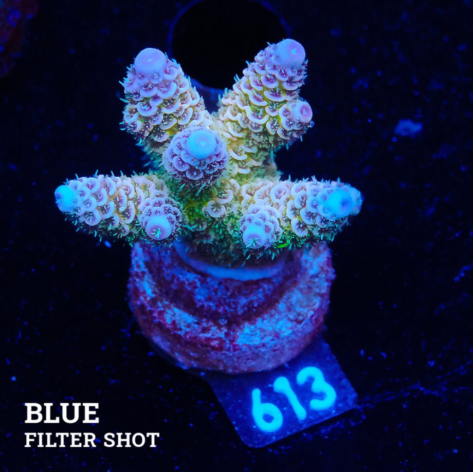 Acropora Millepora 'Blue Tips'