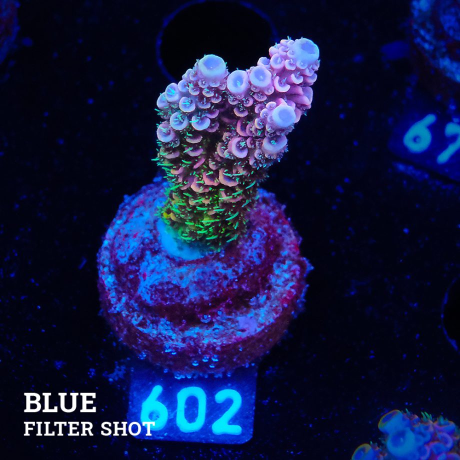 Acropora Millepora 'Pink Rainbow'