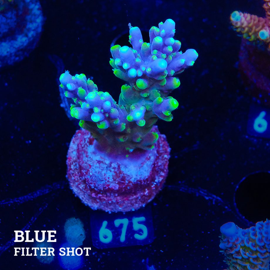 Acropora Secale