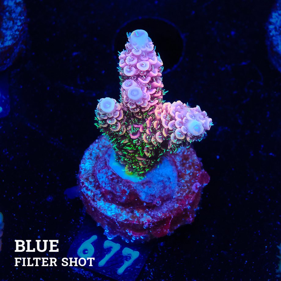 Acropora Millepora 'Pink Rainbow'