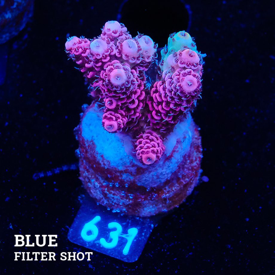 Acropora Millepora 'Solid Pink'