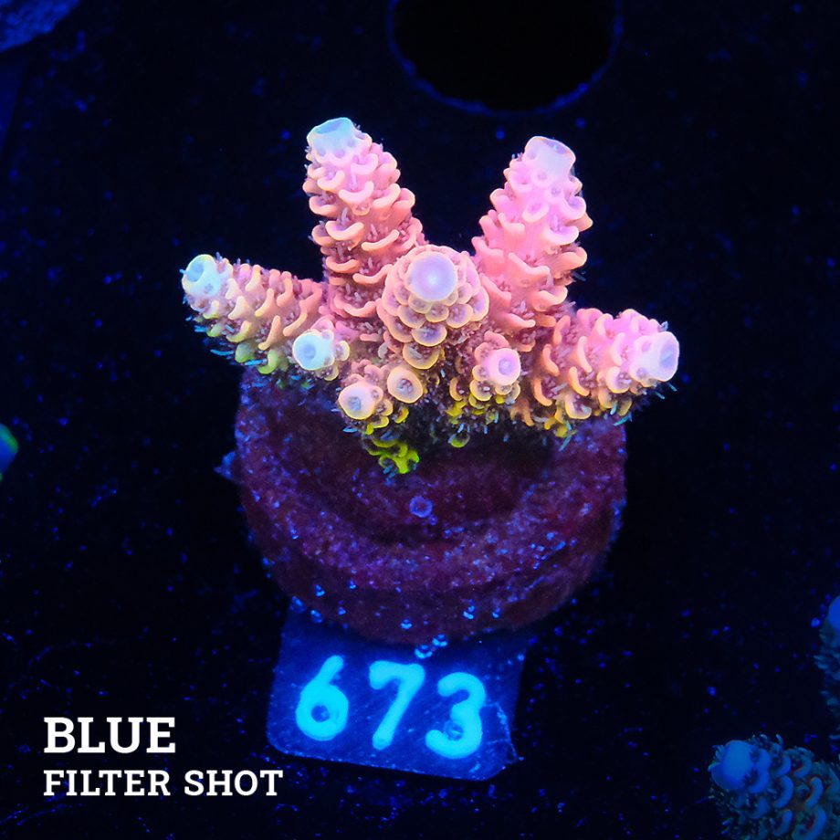 Acropora Millepora 'Red Rainbow'