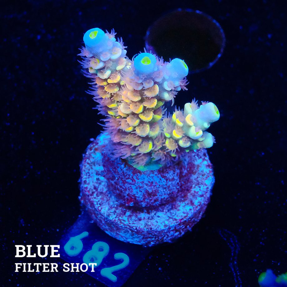 Acropora Tenuis 'Yellow Ultra'