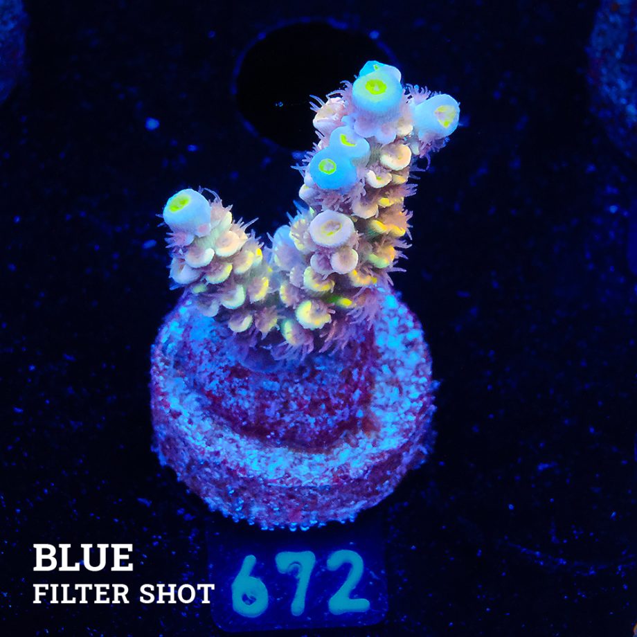 Acropora Tenuis 'Yellow Ultra'