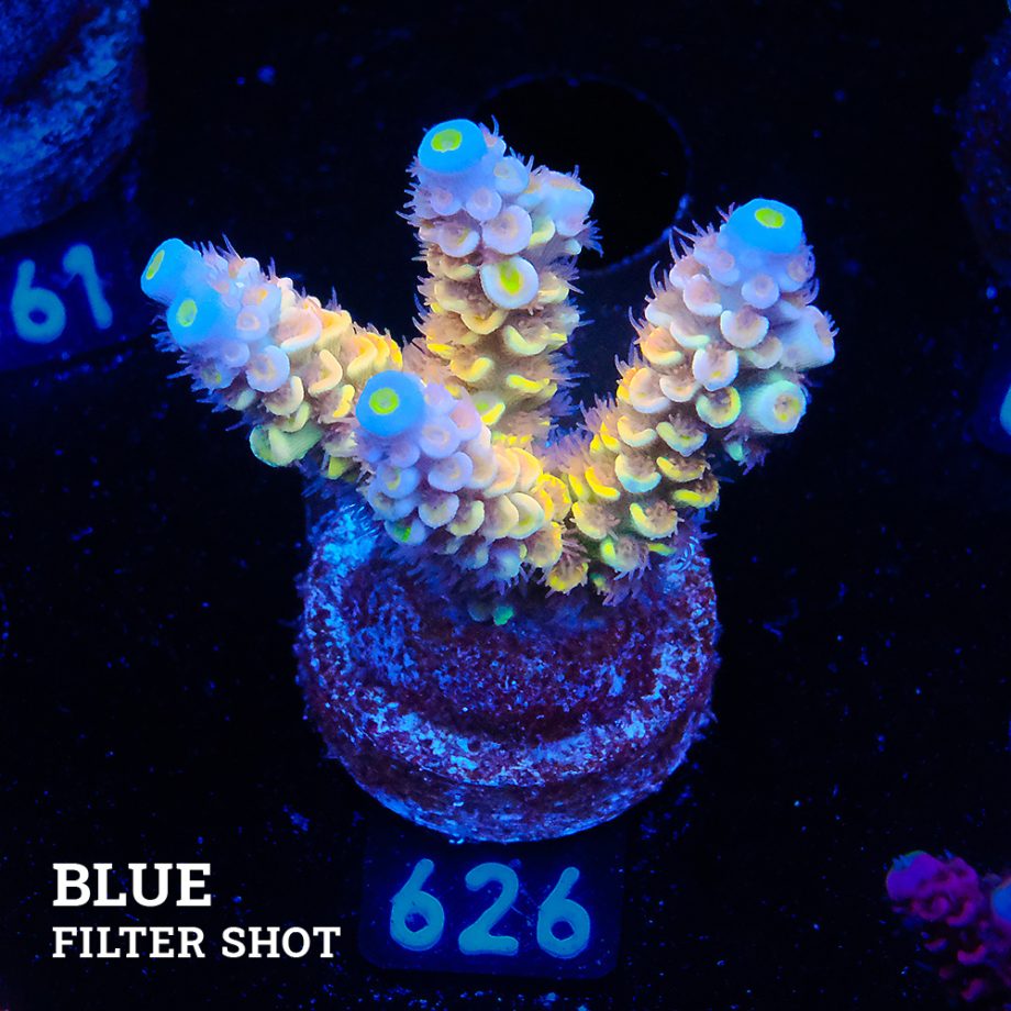 Acropora Tenuis 'Yellow Ultra'