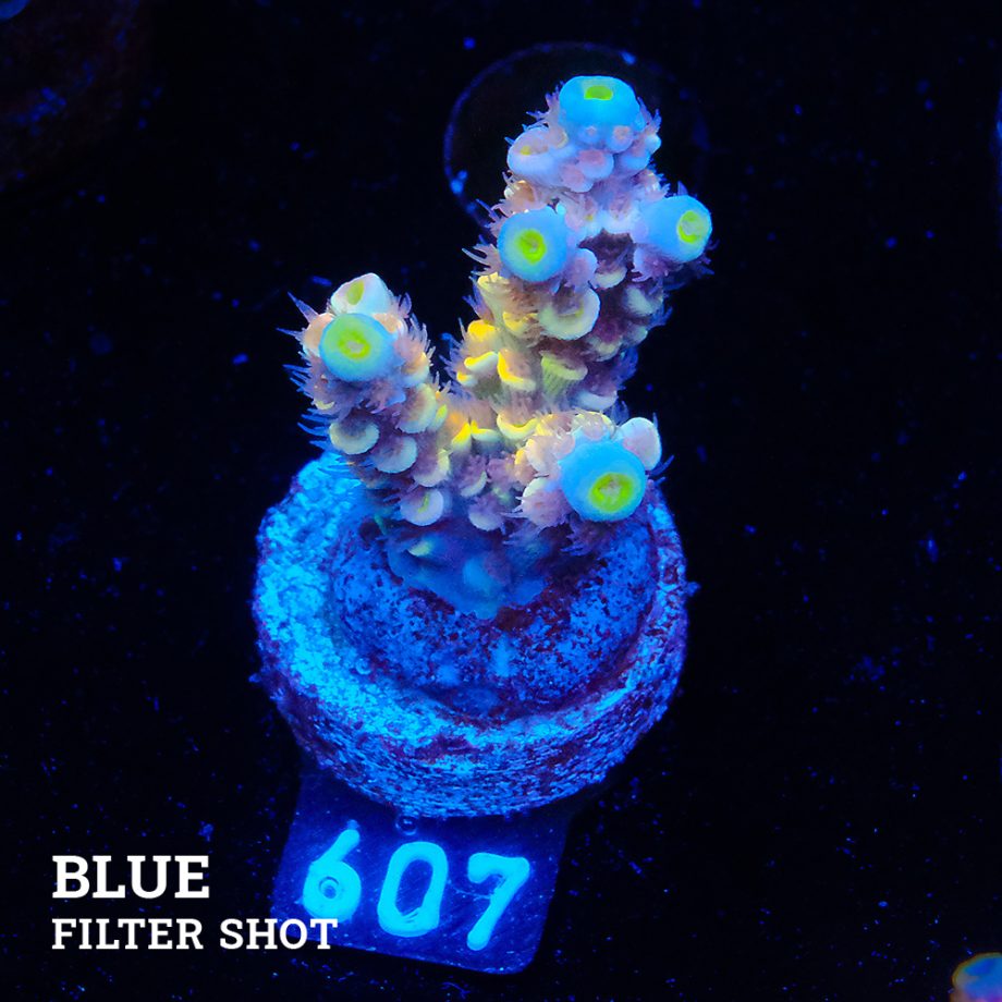 Acropora Tenuis 'Yellow Ultra'