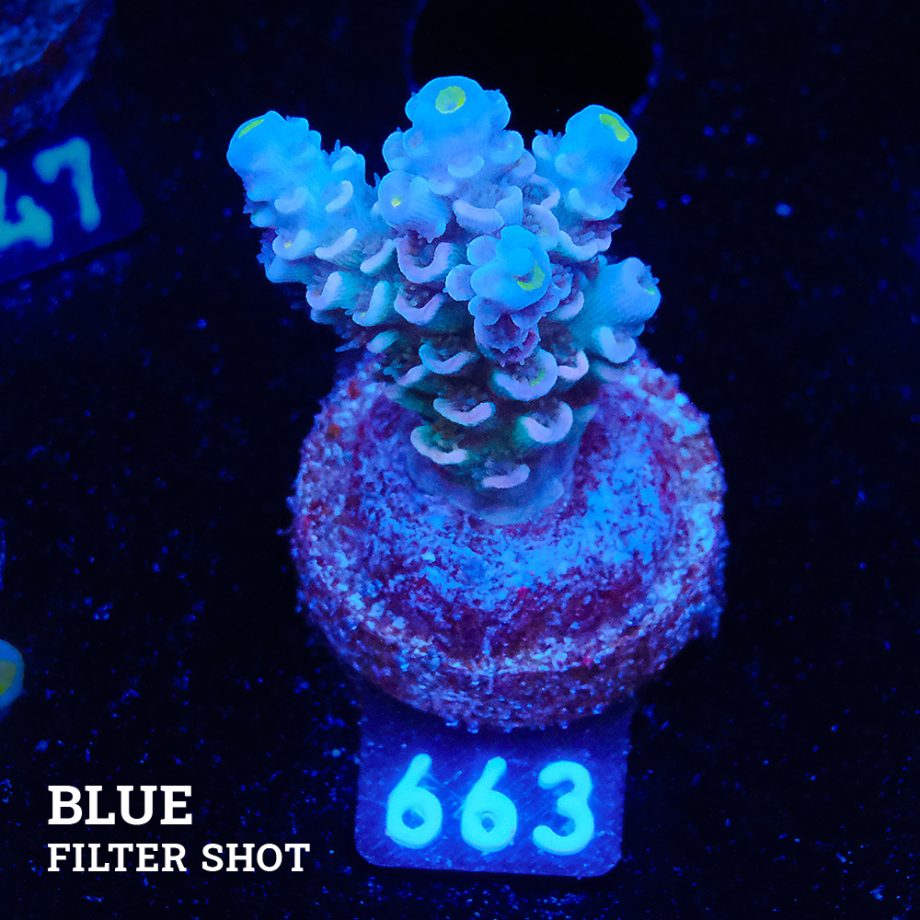 Acropora Tenuis 'Pale Rainbow'