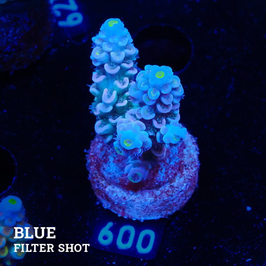 Acropora Tenuis 'Pale Rainbow'