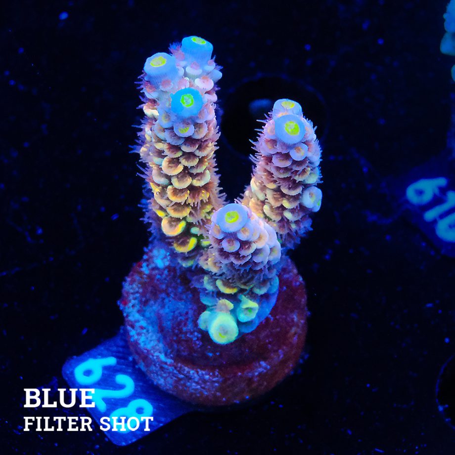 Acropora Tenuis 'Yellow Ultra'
