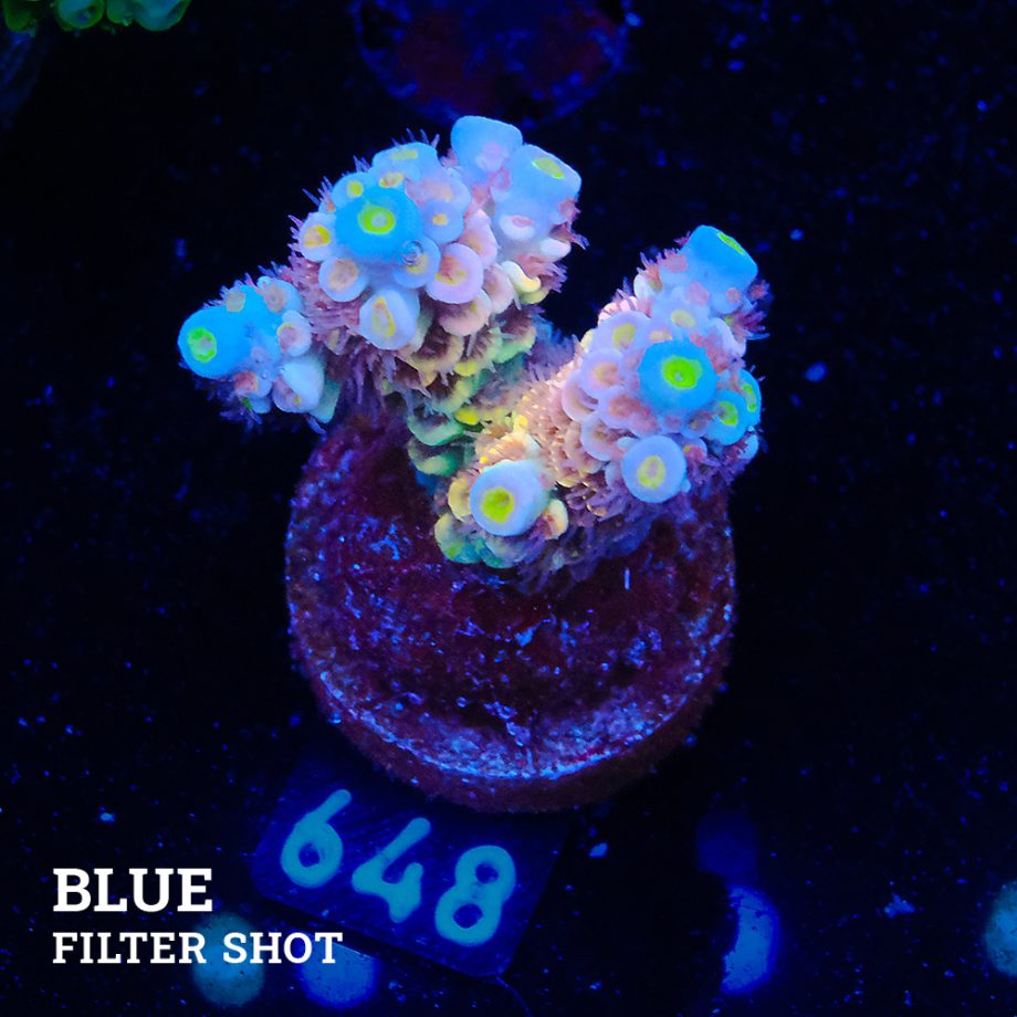 Acropora Tenuis 'Yellow Ultra'