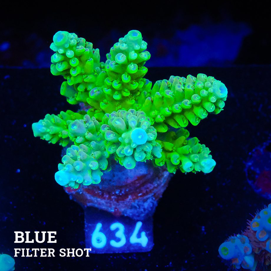 Acropora Nasuta