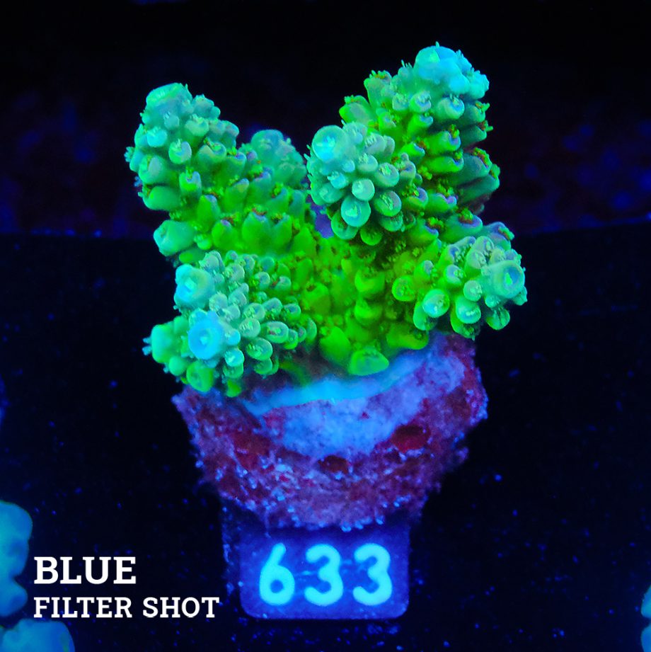 Acropora Nasuta