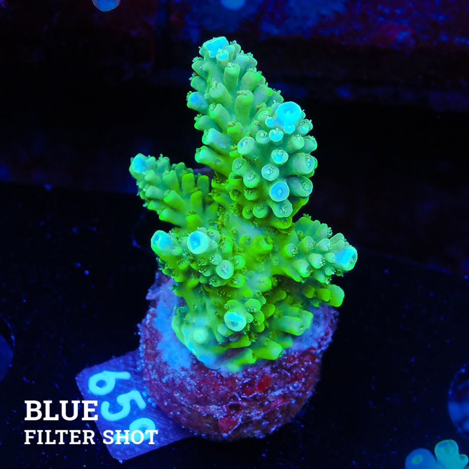 Acropora Nasuta