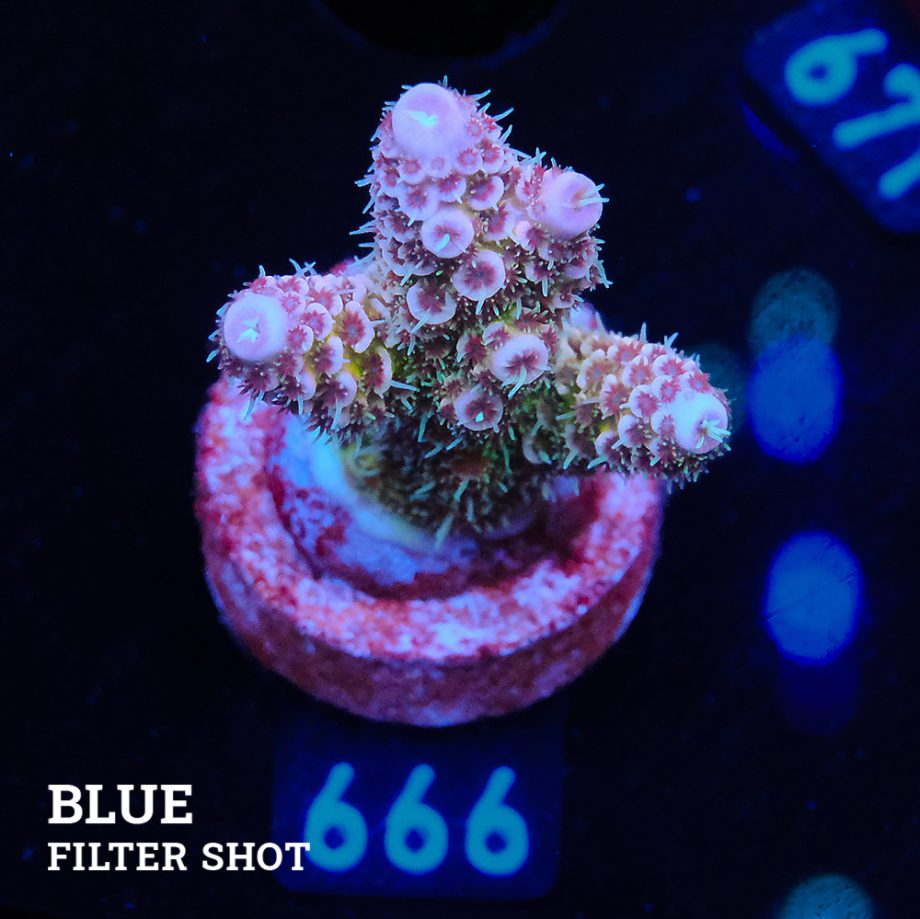Acropora Millepora 'Blue Tips'
