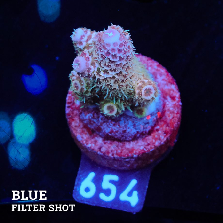 Acropora Millepora 'Blue Tips'