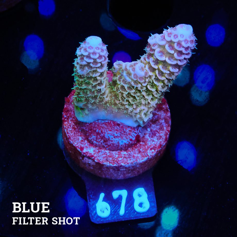 Acropora Millepora 'Blue Tips'