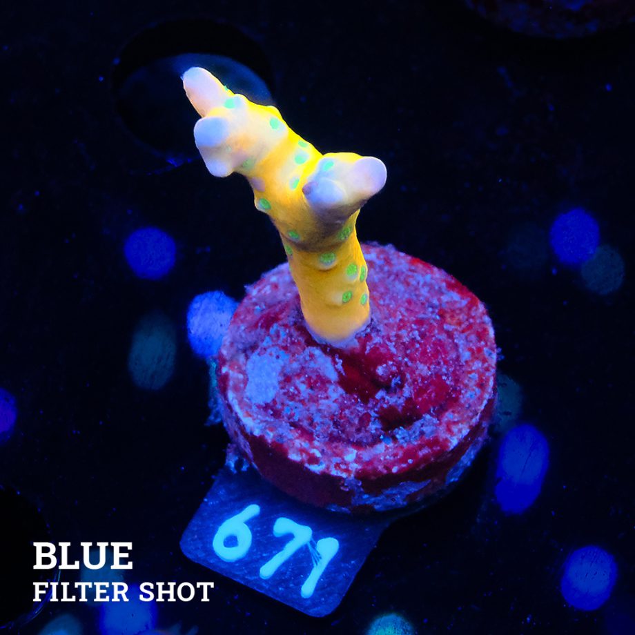 Anacropora 'Tropicana'