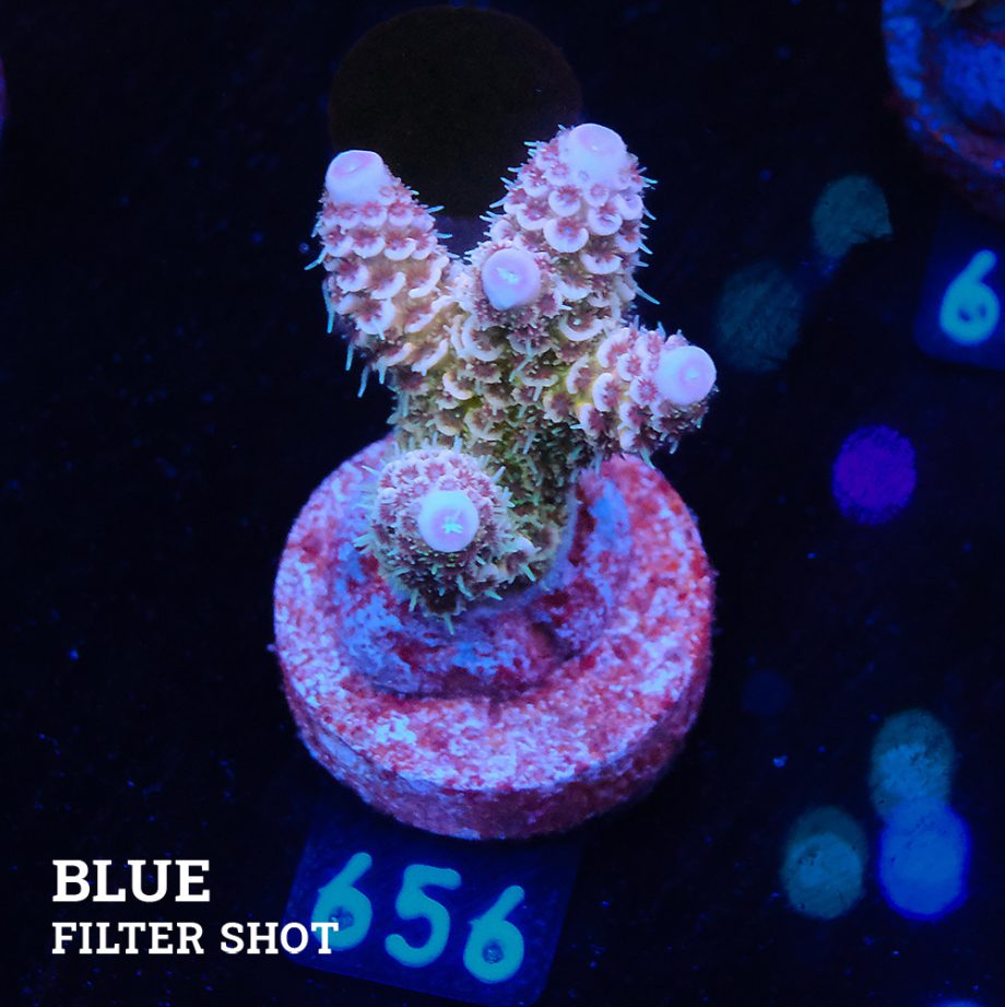 Acropora Millepora 'Blue Tips'