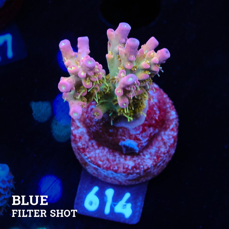 Acropora