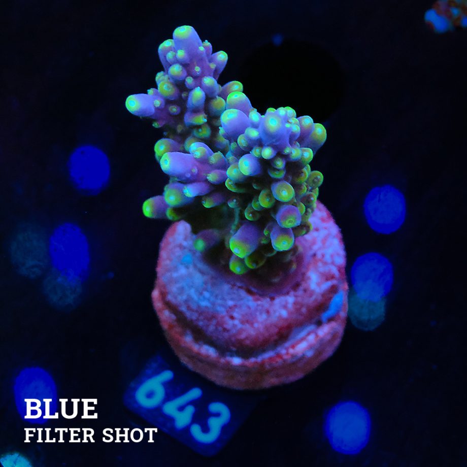 Acropora Secale