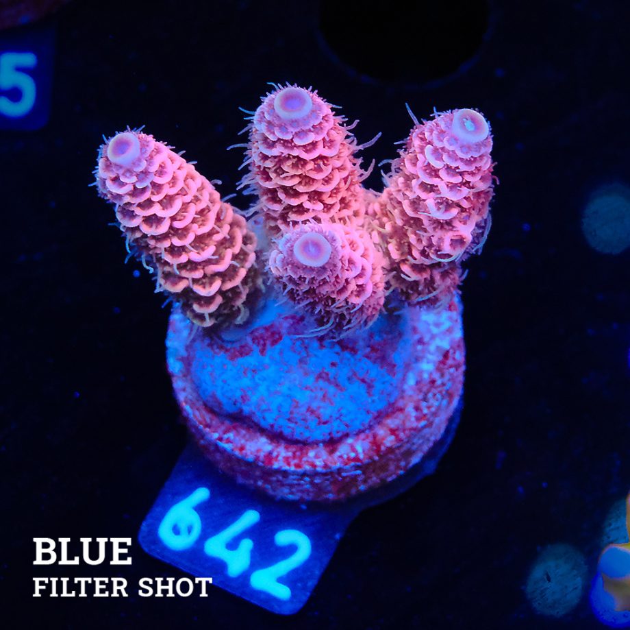 Acropora Millepora 'Pink Rainbow'