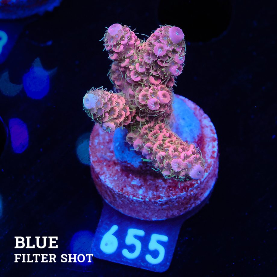 Acropora Millepora 'Pink & Green Polyps'
