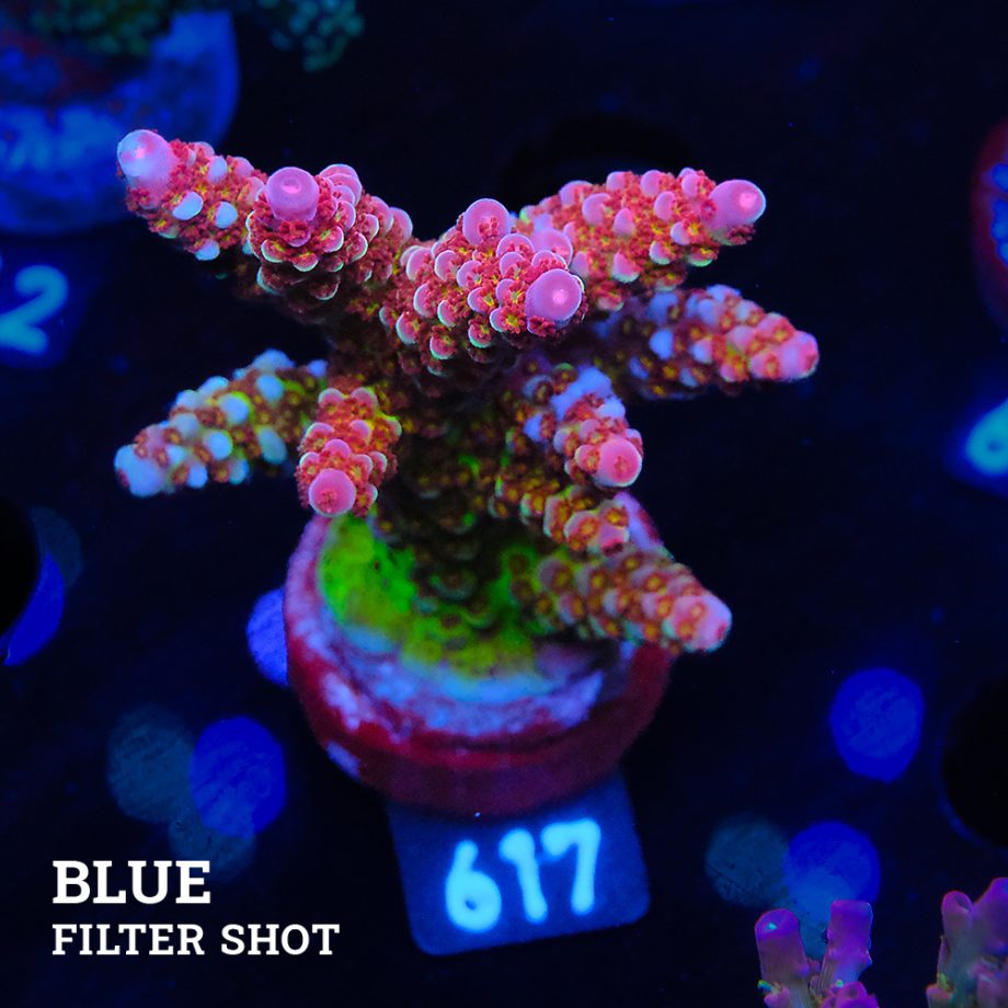 Acropora 'Fluo Bicolor II'