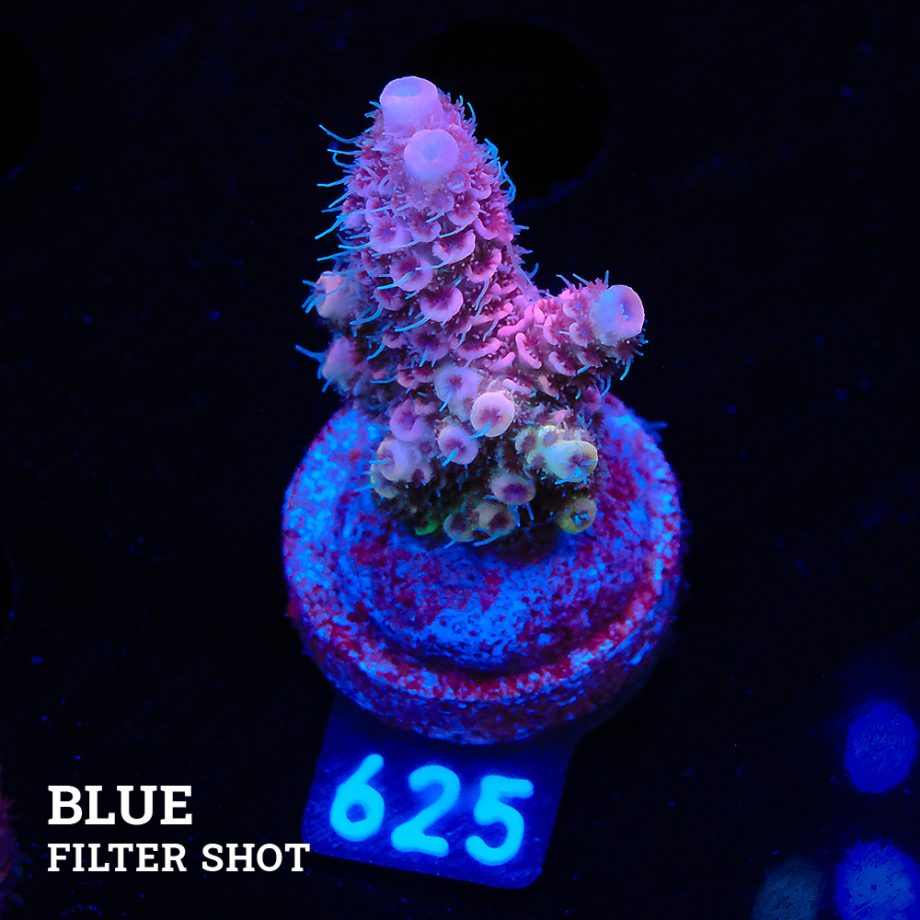 Acropora Millepora 'Pink Rainbow'