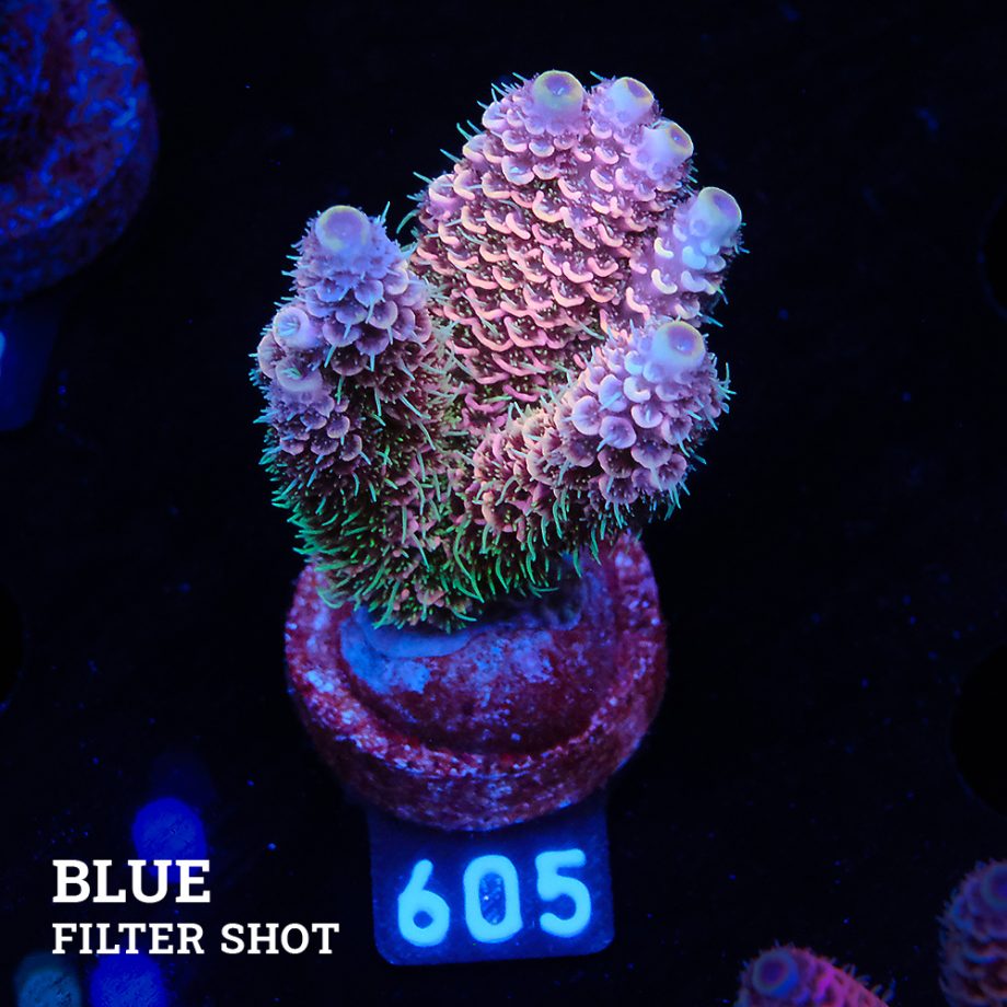 Acropora Millepora 'Pink Rainbow'