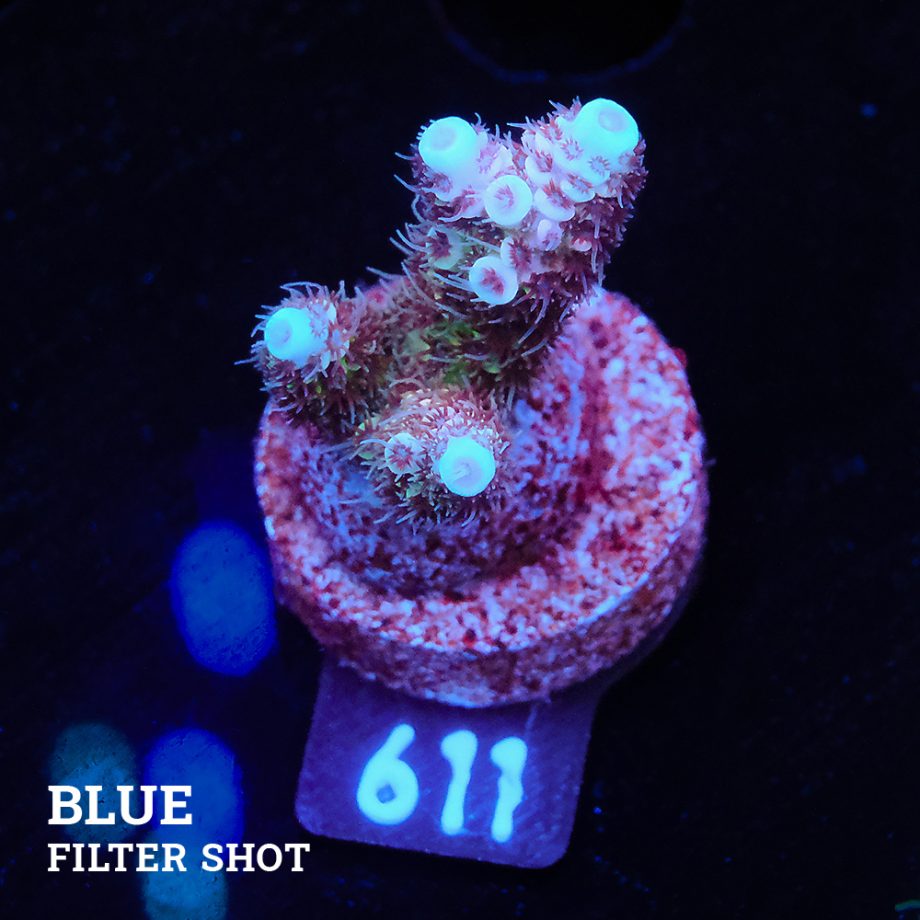 Acropora Millepora 'Blue Tips'