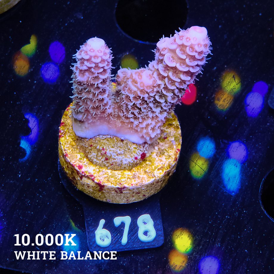 Acropora Millepora 'Blue Tips'