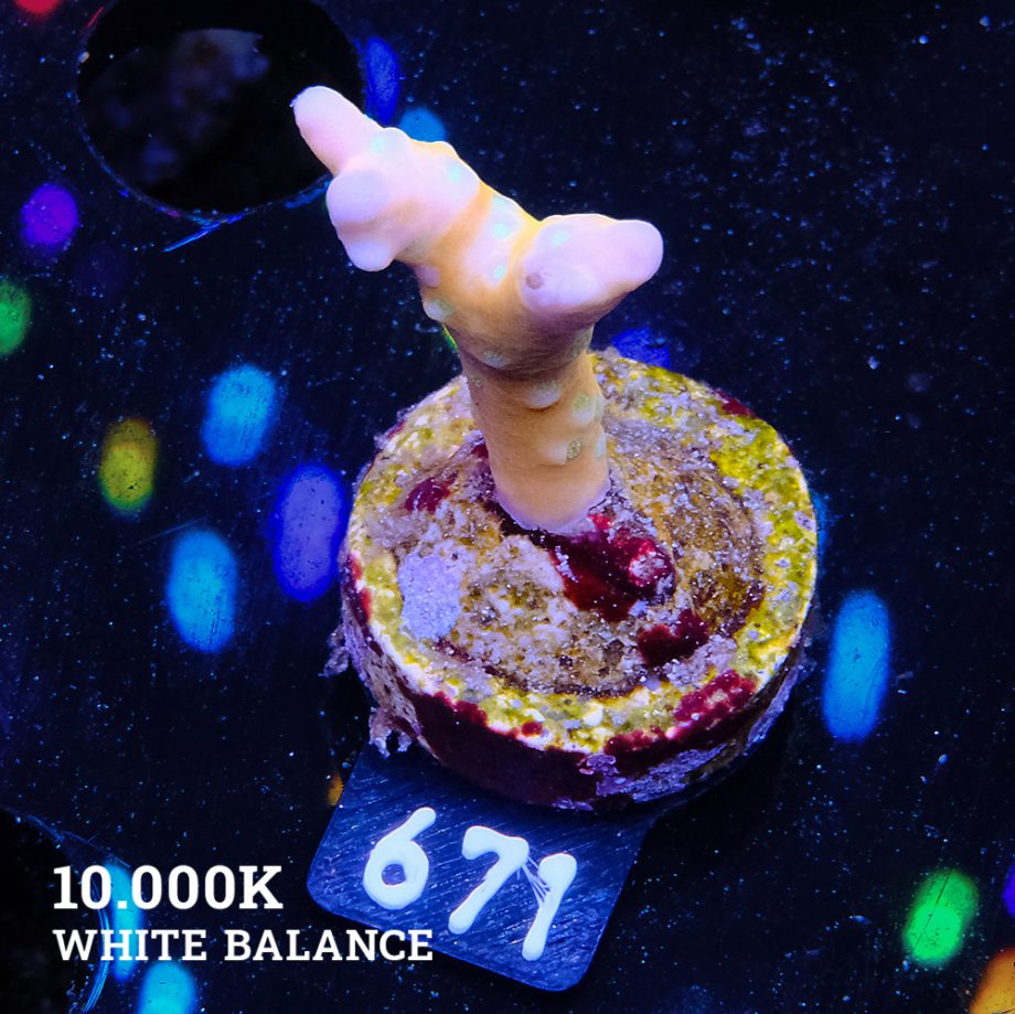 Anacropora 'Tropicana'